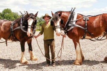 Shire Horse & Cart Ride Experience